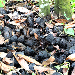 cocoa pods on ground under trees