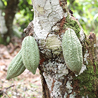 unripe cocoa pods on tree