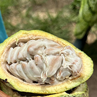 opened cacao fruit