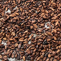 dried cacao