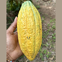 ripe cacao fruit