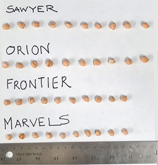 size of seed compared among chickpea varieties