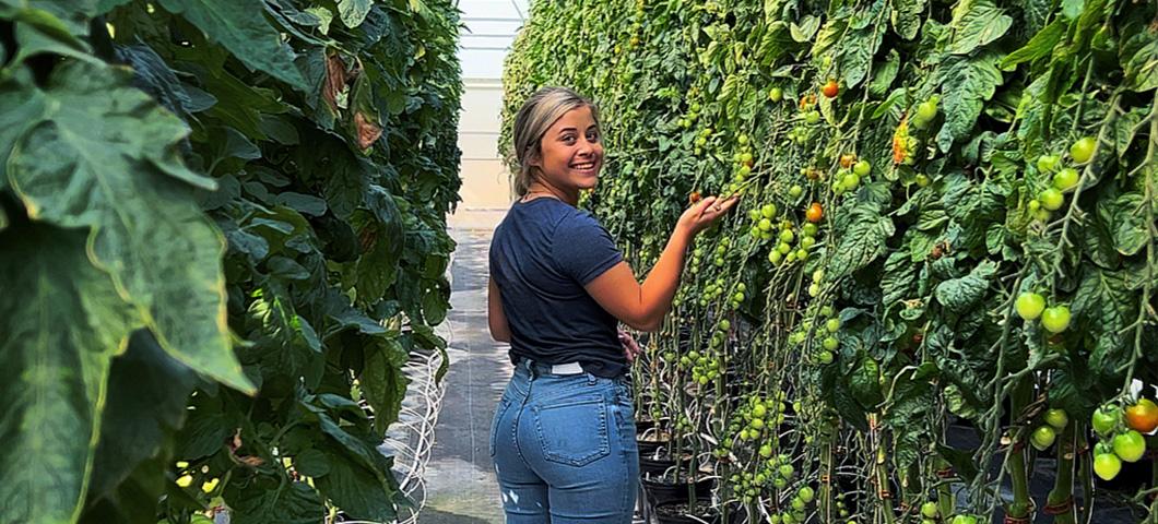 MDI Intern posing with tomato vines inside greenhouse