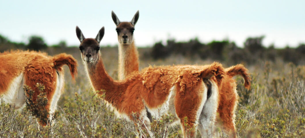 alpacas argentina