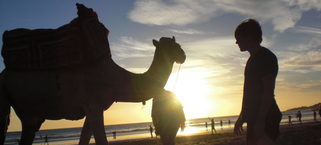 camel silhouette