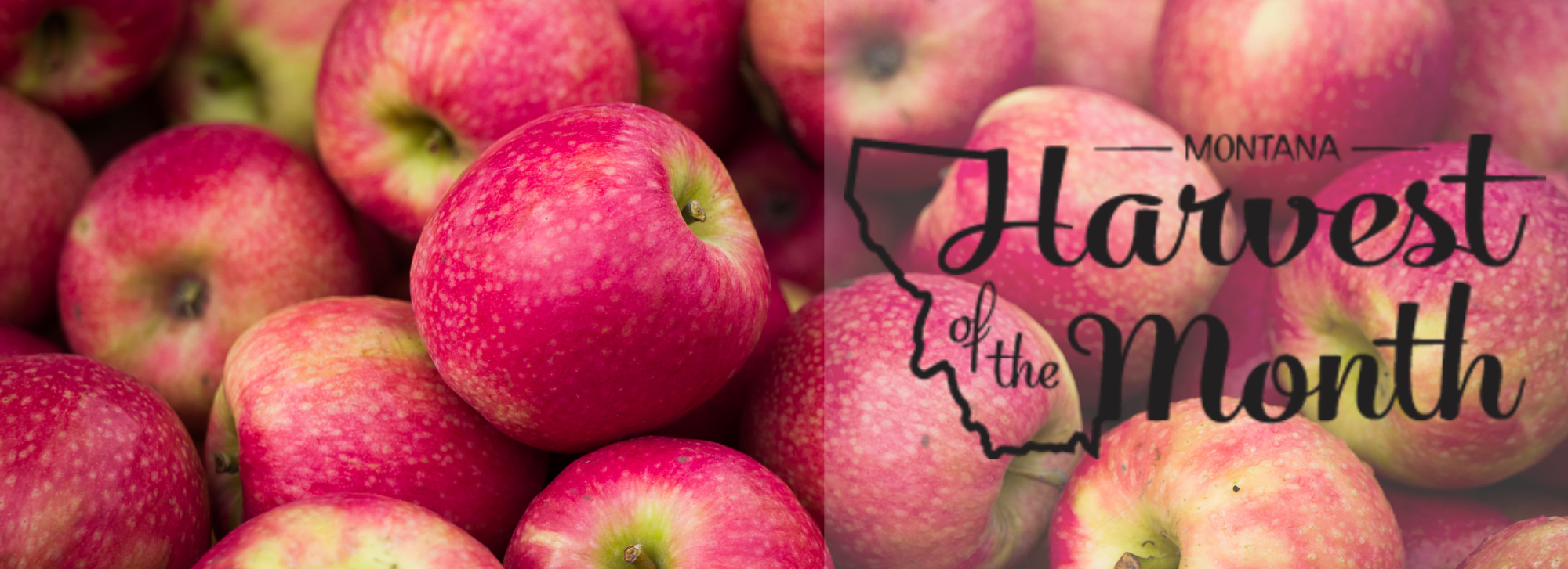 This month's harvest of the month is apples! 