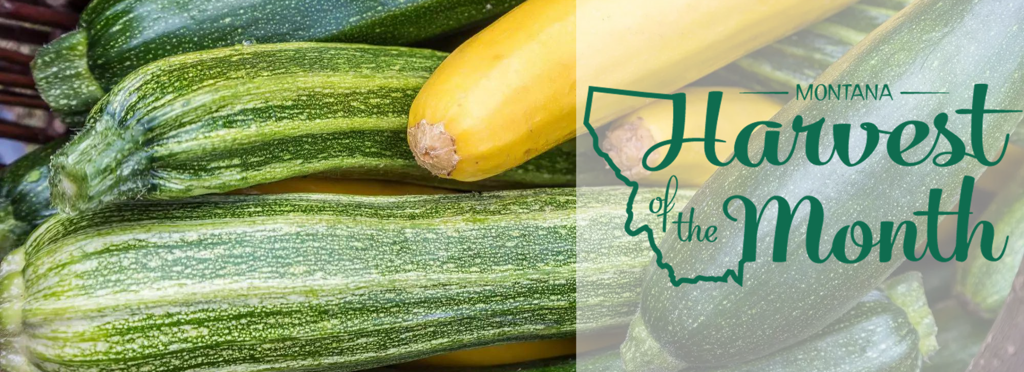 This month's harvest of the month is summer squash!