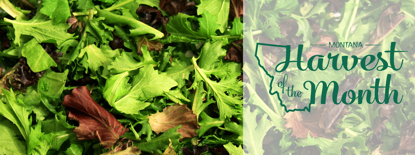 This month's harvest of the month is leafy greens!