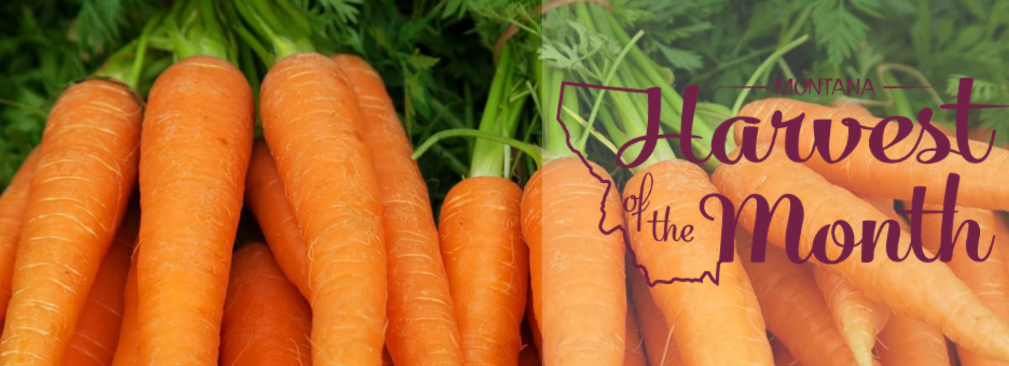 This month's harvest of the month is carrots! 