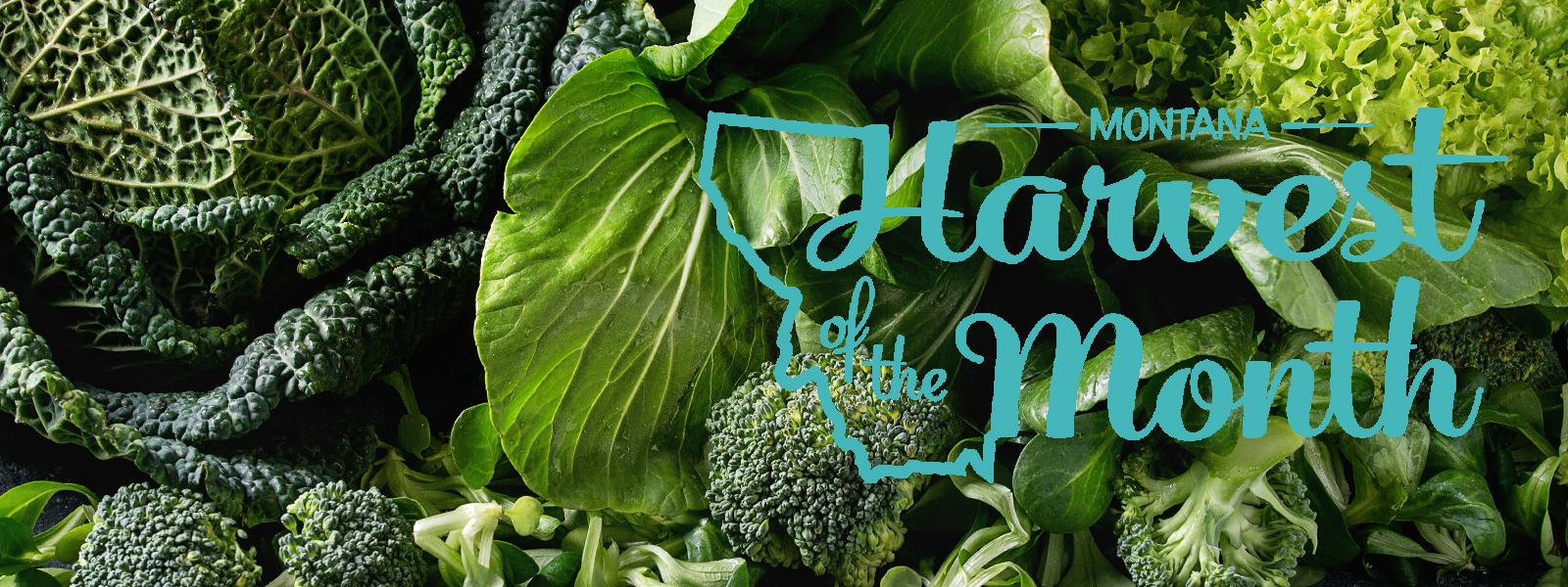 September's Montana Harvest of the Month food is Brassicas!