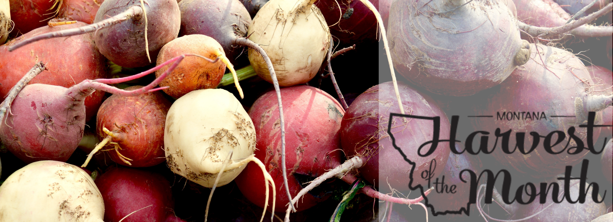 Enjoy beets as this month's Harvest of the Month! 