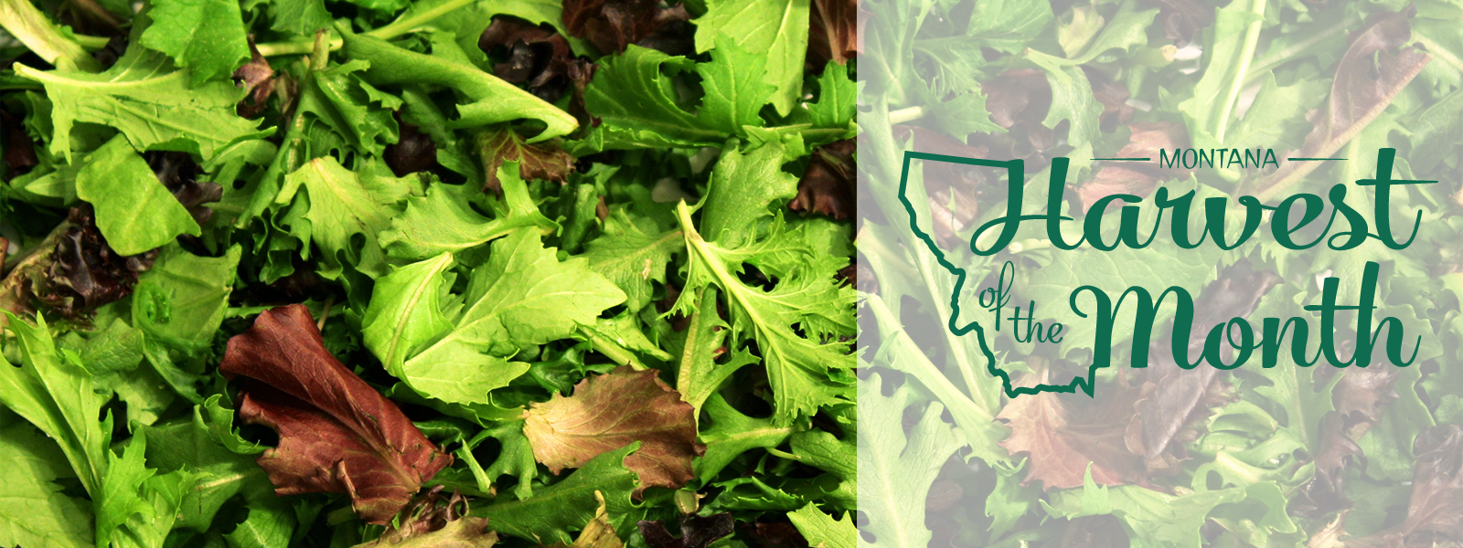 Enjoy leafy greens as this month's Harvest of the Month! 