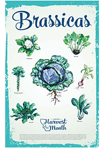 Brassica poster