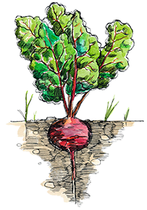 beet plant