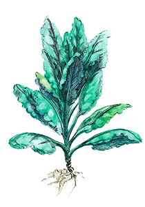 Illustration of kale plant with roots