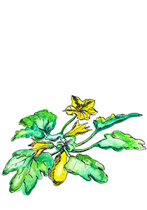 Illustration of yellow summer squash plant