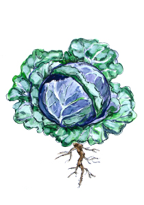 Cabbage illustration