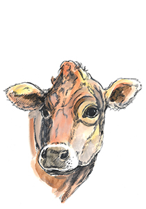 Dairy Cow