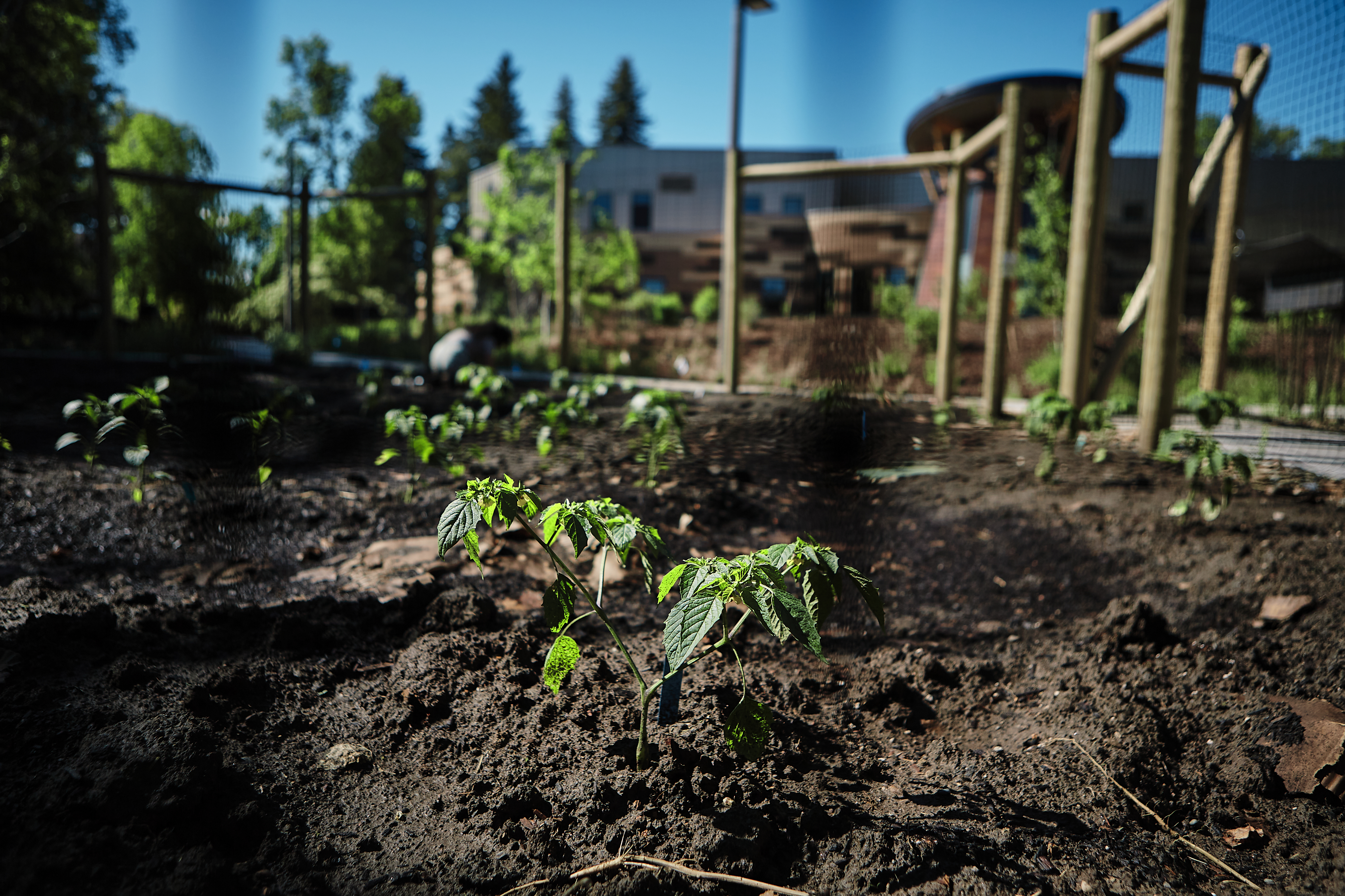 sprouts shown in fresh earth with the American Indian Hall in the background