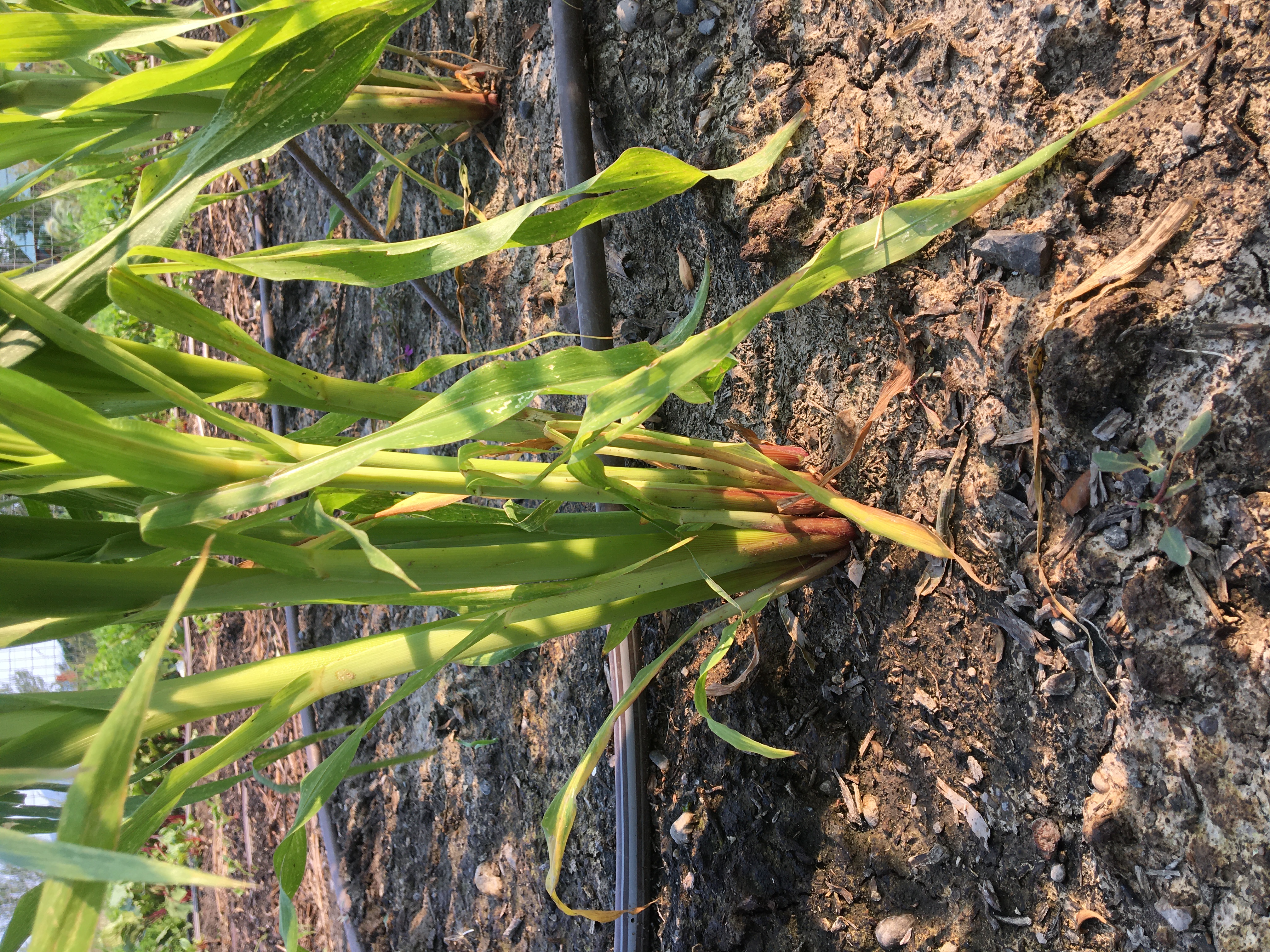 Corn Grows