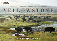 A Journey Through America's Wild Heart: Yellowstone