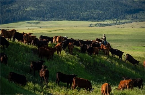 A rider on horseback works with cattle in a hilly green pasture with mountains in the background.