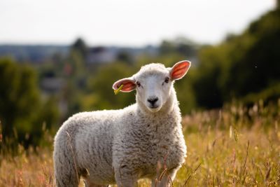 Sheep and Wool Resources - Montana Wool Lab | Montana State University